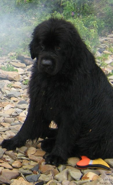 Фото: ньюфаундленд Виски Ред Лейбл Вепс (Viski Red Label Veps)