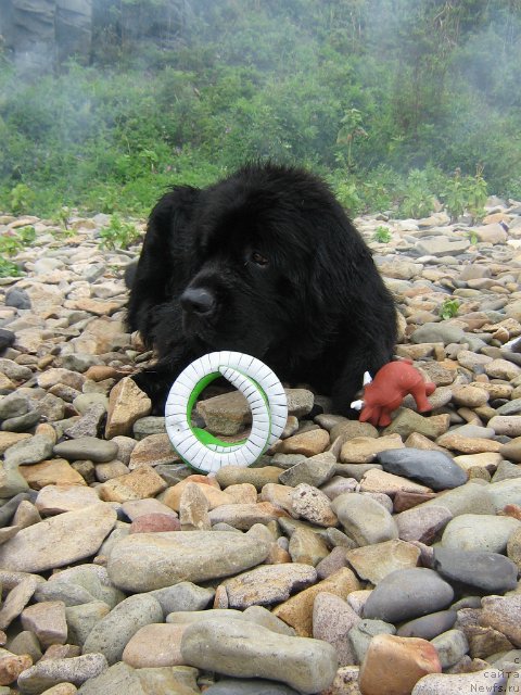 Фото: ньюфаундленд Виски Ред Лейбл Вепс (Viski Red Label Veps)