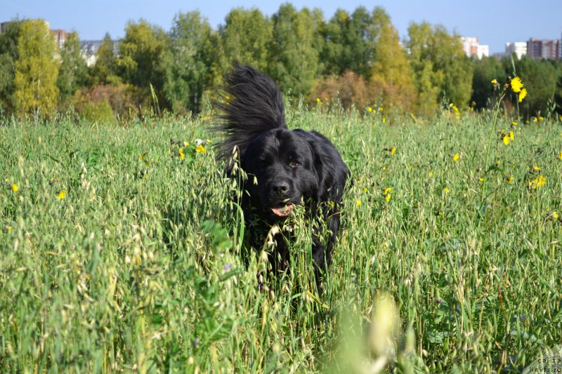 Фото: ньюфаундленд Питерньюф Идеас Фор Лифе (Piternyuf Ideas For Life)