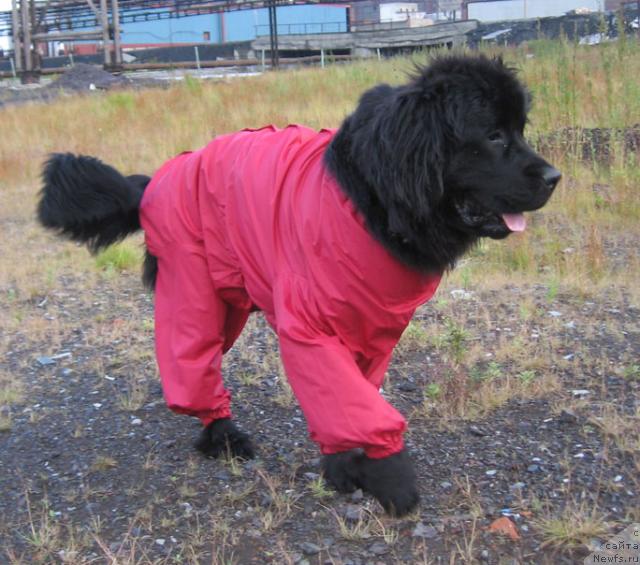 Фото: ньюфаундленд Жасмин Северный Каприз из Медвежьего Яра (Zhasmine Severny Caprice iz Medvejyego Yara)