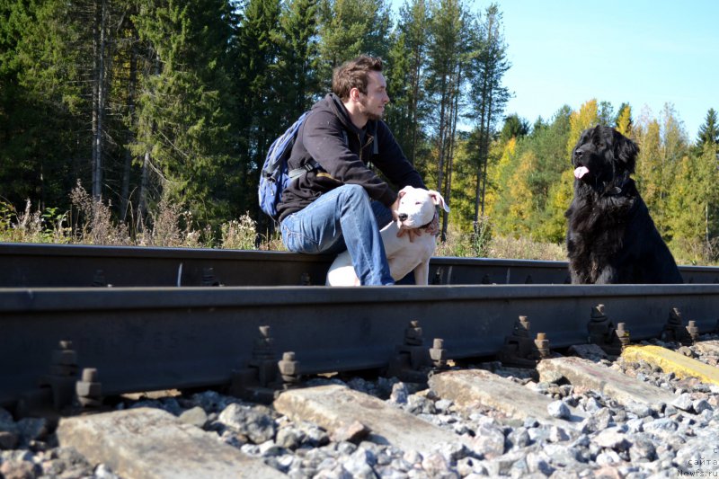 Фото: ньюфаундленд Питерньюф Идеас Фор Лифе (Piternyuf Ideas For Life)
