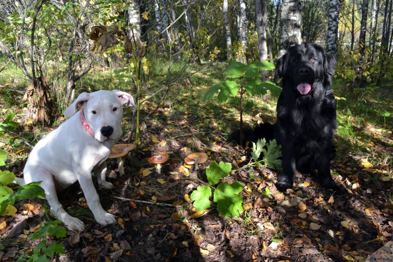 Фото: ньюфаундленд Питерньюф Идеас Фор Лифе (Piternyuf Ideas For Life)