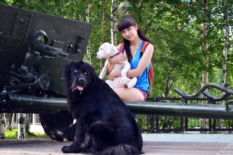 Фото: ньюфаундленд Питерньюф Идеас Фор Лифе (Piternyuf Ideas For Life), Зарина Лубкова