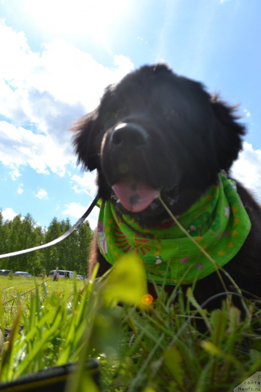 Фото: ньюфаундленд Питерньюф Идеас Фор Лифе (Piternyuf Ideas For Life)