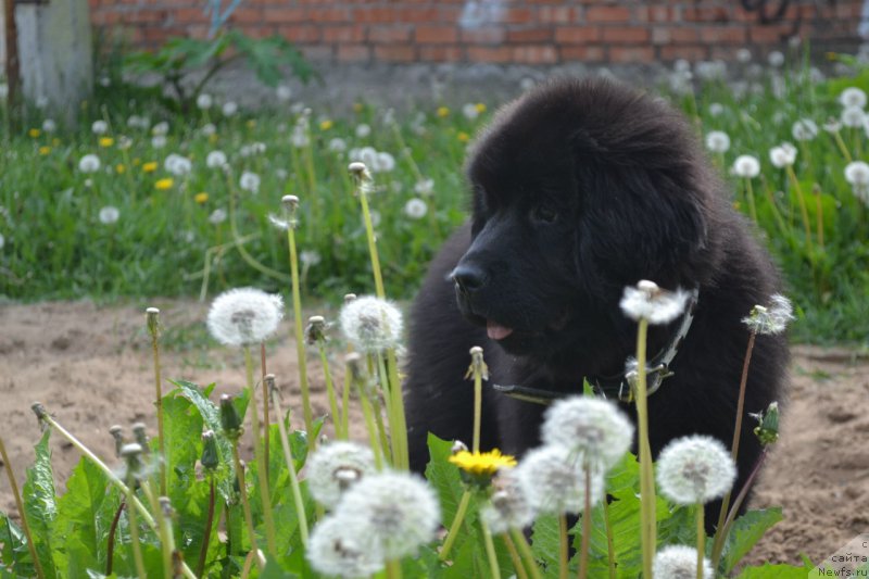 Фото: ньюфаундленд Питерньюф Идеас Фор Лифе (Piternyuf Ideas For Life)