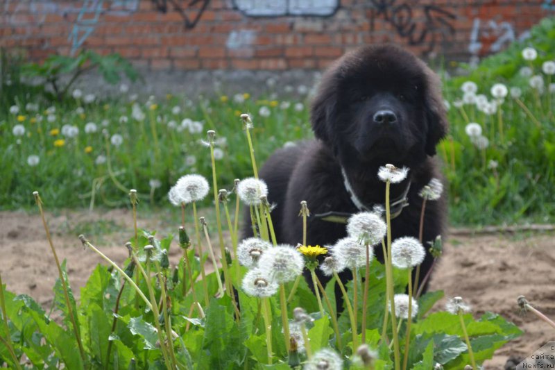 Фото: ньюфаундленд Питерньюф Идеас Фор Лифе (Piternyuf Ideas For Life)