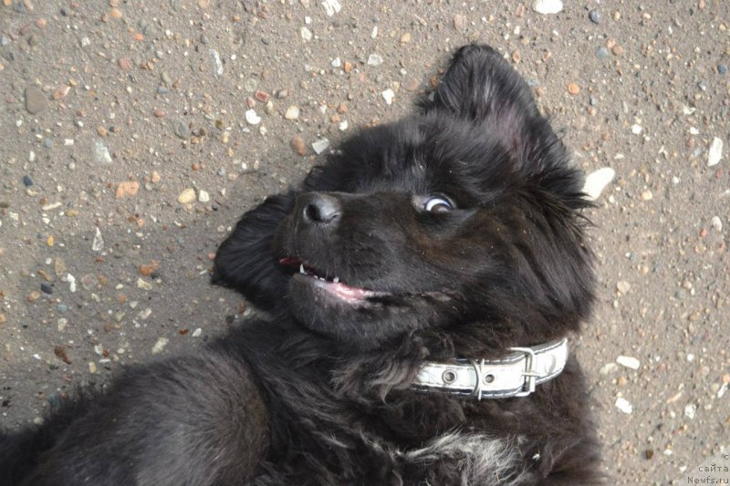 Фото: ньюфаундленд Питерньюф Идеас Фор Лифе (Piternyuf Ideas For Life)