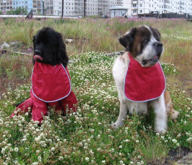 Фотография № 16789