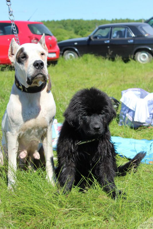 Фото: ньюфаундленд Питерньюф Идеас Фор Лифе (Piternyuf Ideas For Life)