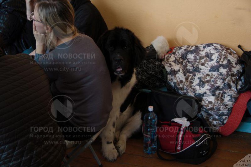 Фото: ньюфаундленд Антей от Сибирского Медведя