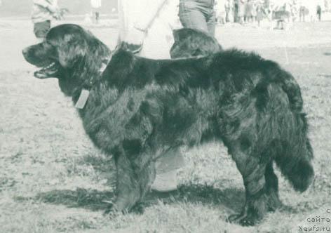 Фото: ньюфаундленд Гретта Норд