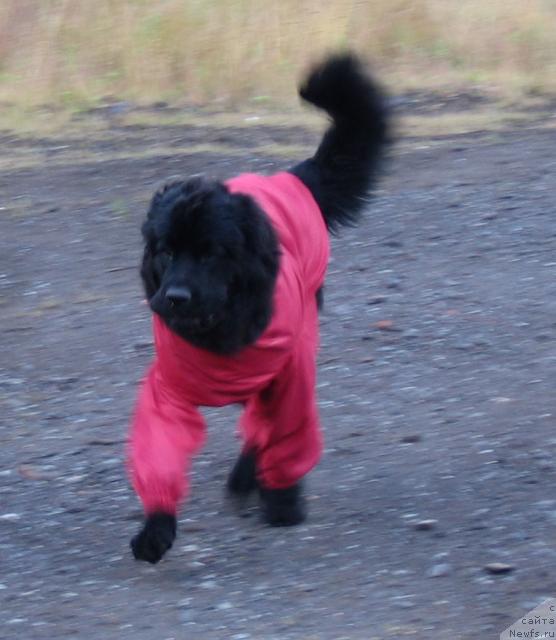 Фото: ньюфаундленд Жасмин Северный Каприз из Медвежьего Яра (Zhasmine Severny Caprice iz Medvejyego Yara)