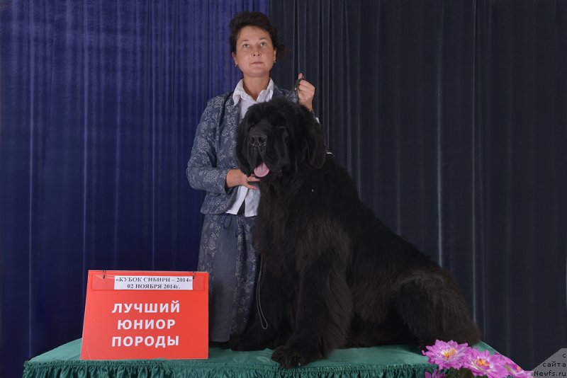 Фото: ньюфаундленд Rose Wanted Impressing Stunningly, Елена Захарова