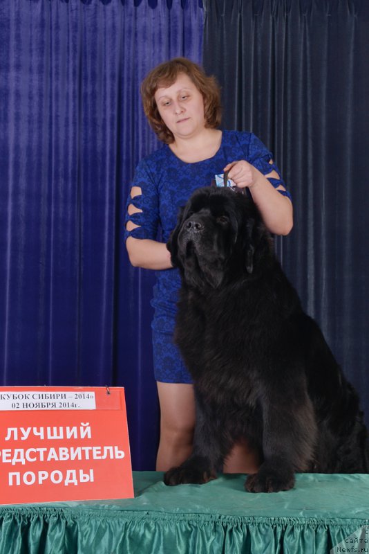 Фото: ньюфаундленд Сент Джонс Заура (Sent Djons Zaura)