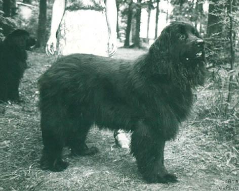 Фото: ньюфаундленд Дельви Девольф