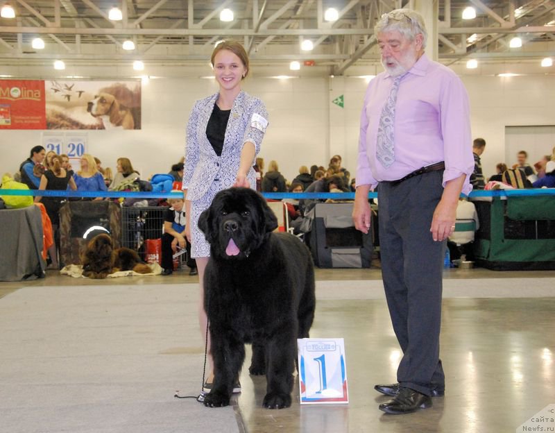 Фото: Маргарита Долотова, ньюфаундленд Аз Труэ Бегущая по Волнам Династия Совершенства (As True for Beguschaya po Volnam Dinastiya Soverchenstva)
