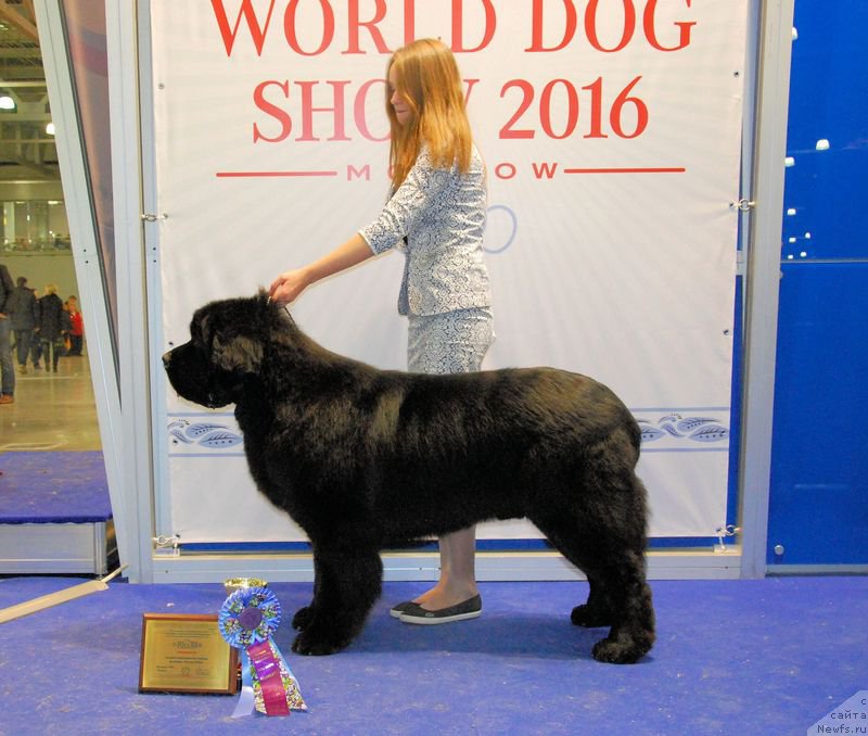 Фото: Маргарита Долотова, ньюфаундленд Аз Труэ Бегущая по Волнам Династия Совершенства (As True for Beguschaya po Volnam Dinastiya Soverchenstva)