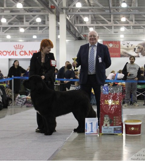 Фото: ньюфаундленд Супер Бизон Лилимэн (Super Bizon Liliman)