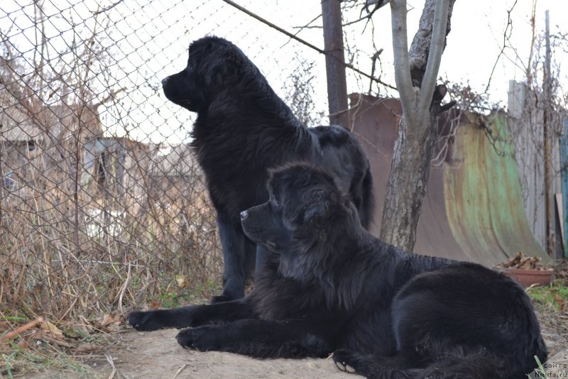 Фото: ньюфаундленд Талисман Моря Магия Волн, ньюфаундленд Талисман Моря Мишель