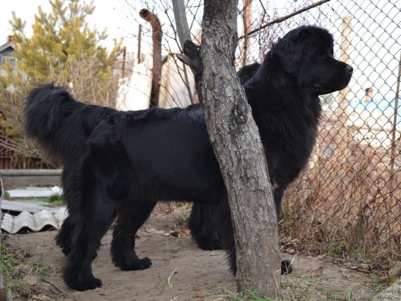 Фото: ньюфаундленд Талисман Моря Магия Волн