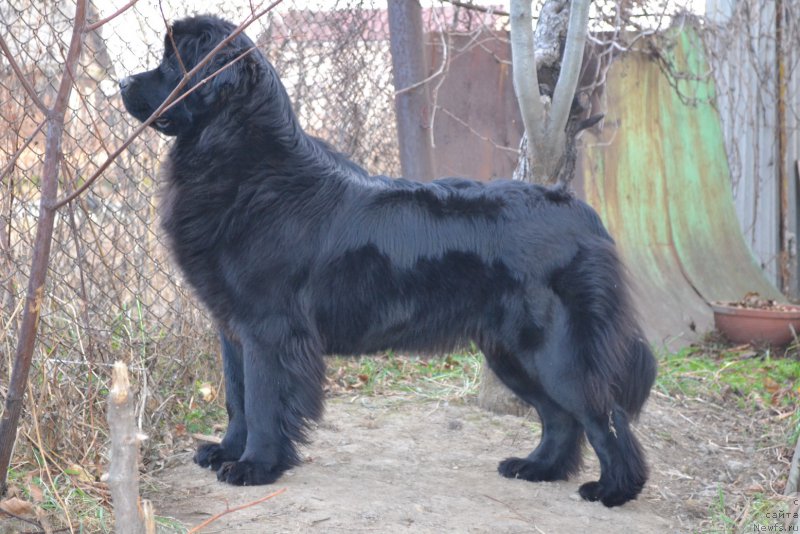 Фото: ньюфаундленд Талисман Моря Магия Волн