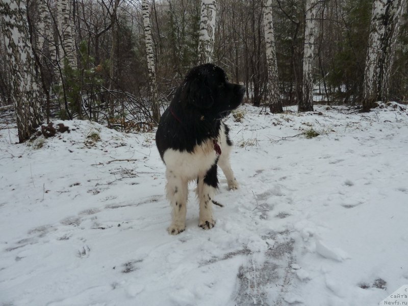 Фото: ньюфаундленд Би Перфект Витко Юго
