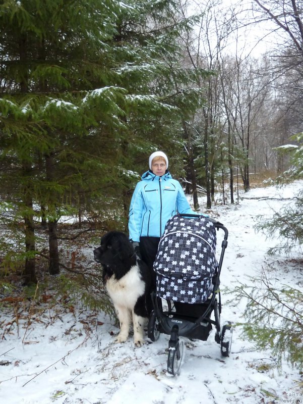 Фото: Людмила Цыбулевская, ньюфаундленд Би Перфект Витко Юго