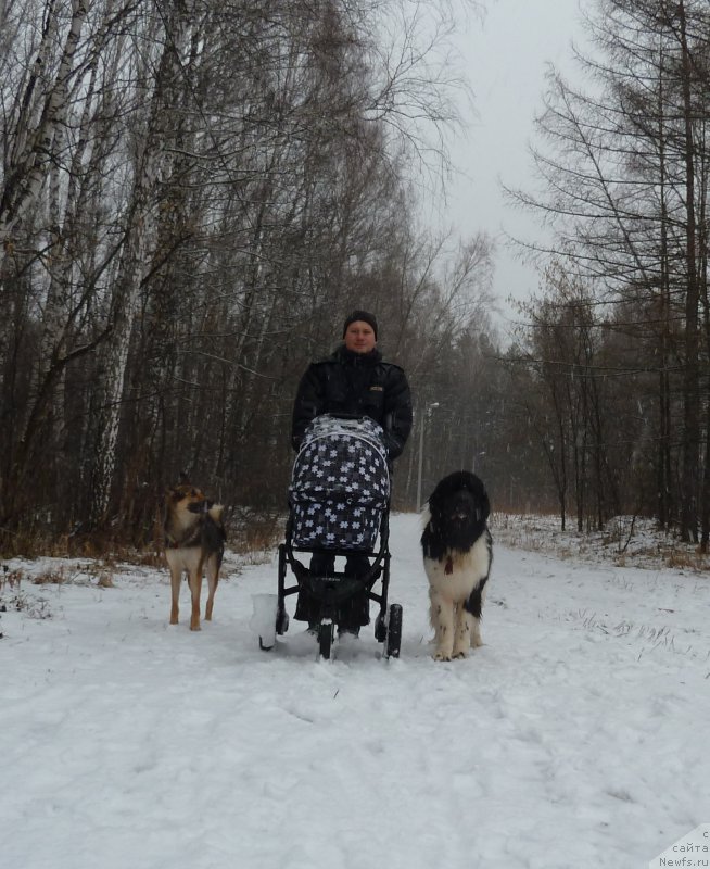 Фото: ньюфаундленд Би Перфект Витко Юго