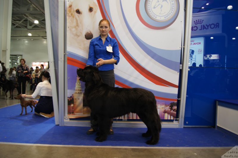 Фото: ньюфаундленд Черный Чанк с Берега Дона (Chernyj Chank s Berega Dona)