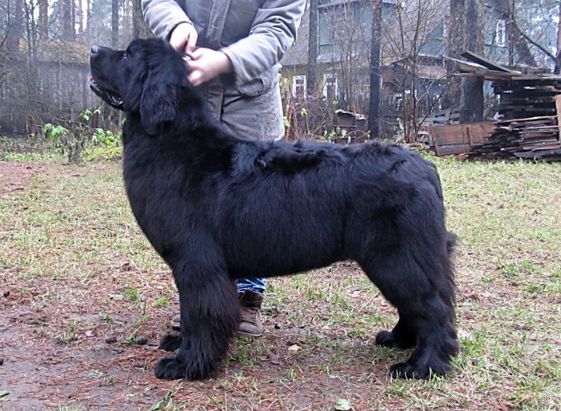 Фото: ньюфаундленд Смигар Ток ов Соул (Smigar Talk of Soul)