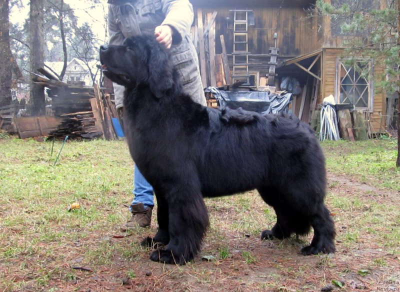 Фото: ньюфаундленд Смигар Ток ов Соул (Smigar Talk of Soul)