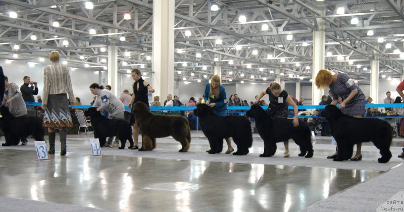 Фото: ньюфаундленд Черный Шарм Ангельская Красота (Chernyi Sharm Angel'skaya Krasota), ньюфаундленд Топтыжка Галатея Морская Нереида (Toptyzhka Galatea Morskaya Nereida)