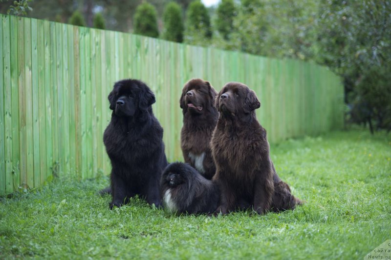 Фото: ньюфаундленд Дар Свезы Юнесса Корона Аустралис (Dar Svezy Unessa Korona Australis), ньюфаундленд Акватория Келвин Хизер Хани (Aquatoriya Kelvin Heather Honey), ньюфаундленд Фанньюф Аурика Абиссиния, Каспар