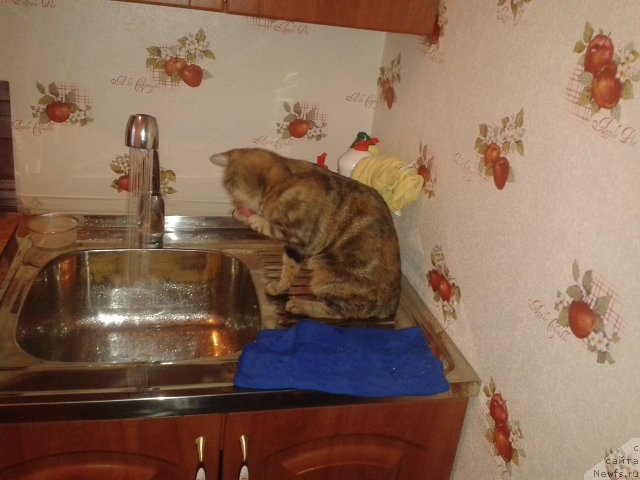 Фотография № 168083