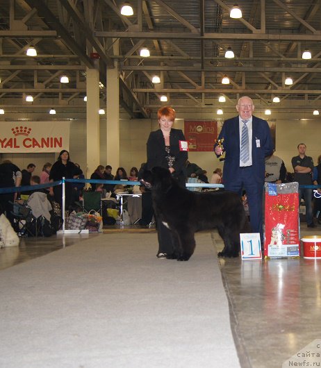 Фото: ньюфаундленд Супер Бизон Лилимэн (Super Bizon Liliman)