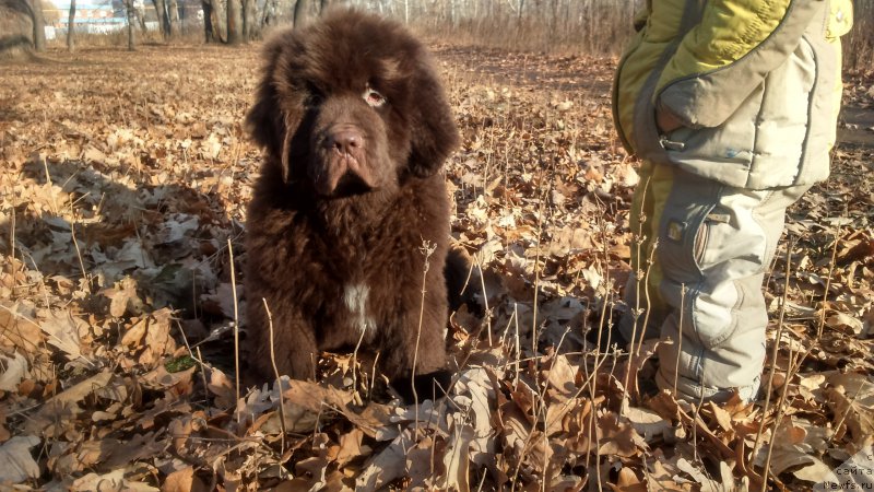 Фото: Черный Шарм Дензел Вашингтон