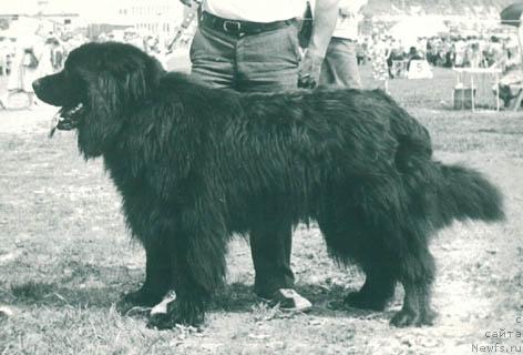 Фото: ньюфаундленд Жон Сан