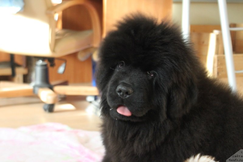 Фото: ньюфаундленд Малиновый Цветок Майолика (Malinoviy Tsvetok Mayolika)