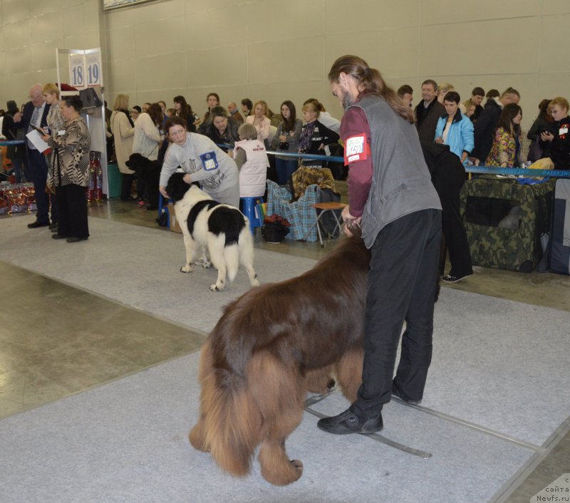 Фото: ньюфаундленд I Follow The Sun de L'Etoile de Cyrice