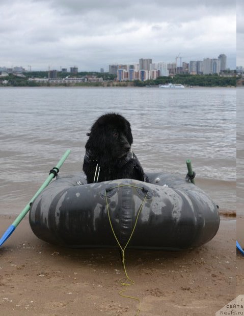 Фото: ньюфаундленд Лесная Сказка Раскрасавица