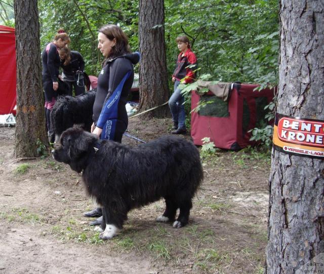 Фото: Ксения Семикова, ньюфаундленд Bella Smigar