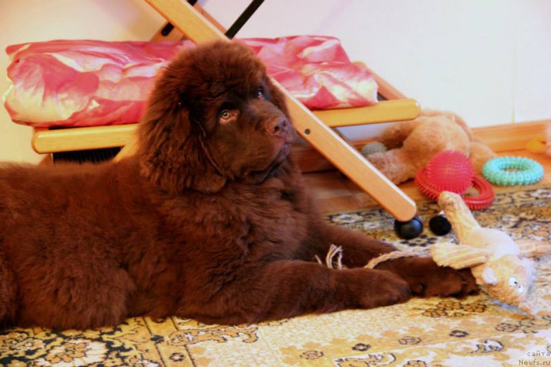 Фото: ньюфаундленд Браунблад МСК Хаиес Хаго (Brownblood MSK Hayes Hago)