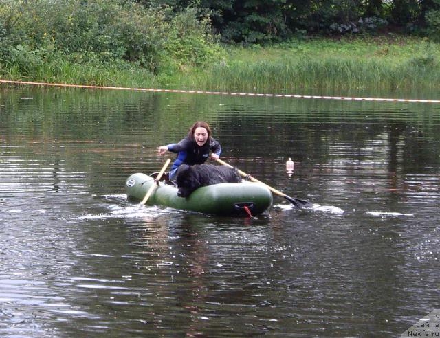 Фото: Ксения Семикова, ньюфаундленд Bella Smigar