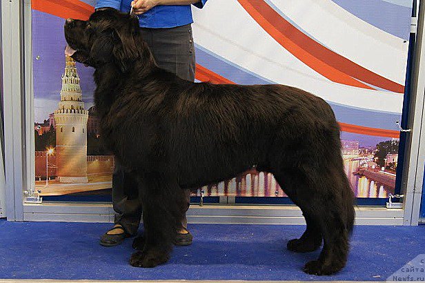 Фото: ньюфаундленд Черный Чанк с Берега Дона (Chernyj Chank s Berega Dona)