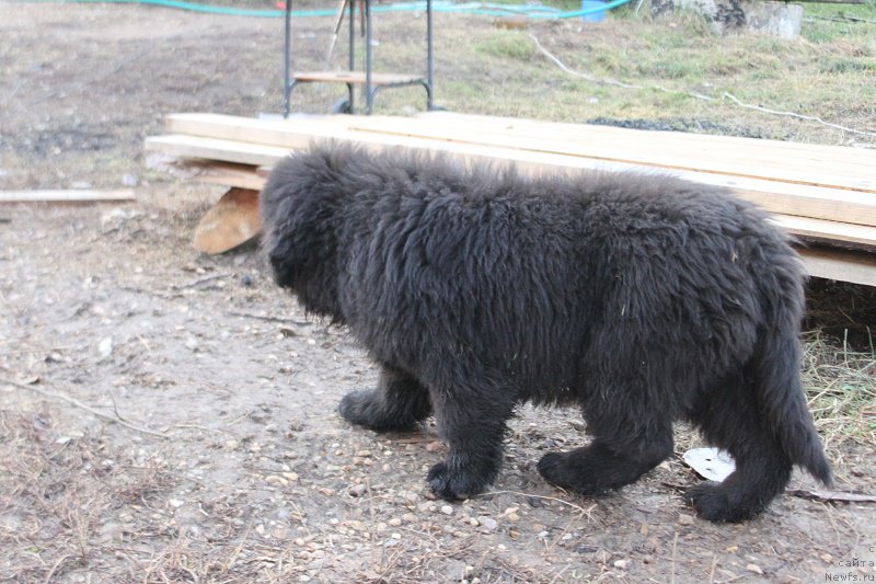 Фото: ньюфаундленд Маркиз Максимельен Де Марк (Markiz Maximilien de Mark)