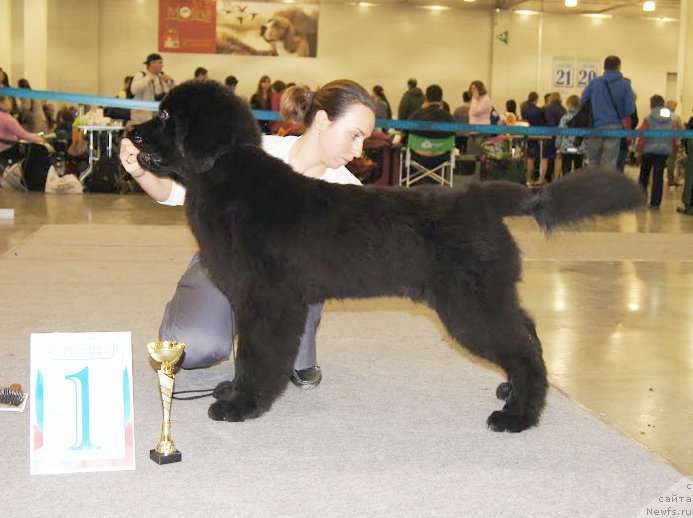 Фото: Бегущая по волнам Чичаритто, Александра Фетисова