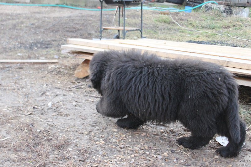 Фото: ньюфаундленд Маркиз Максимельен Де Марк (Markiz Maximilien de Mark)