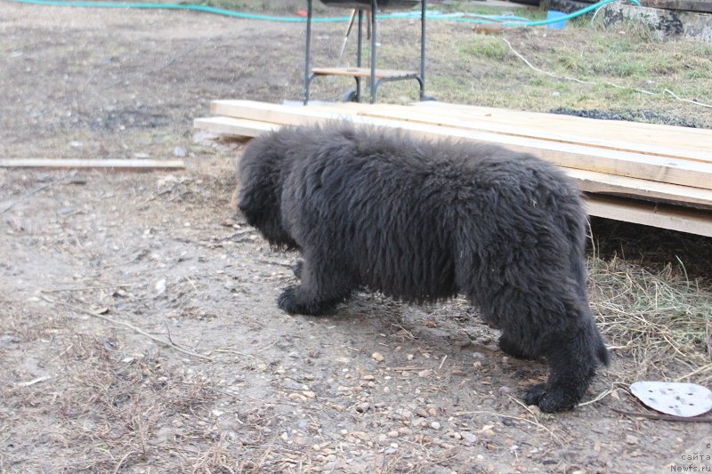 Фото: ньюфаундленд Маркиз Максимельен Де Марк (Markiz Maximilien de Mark)