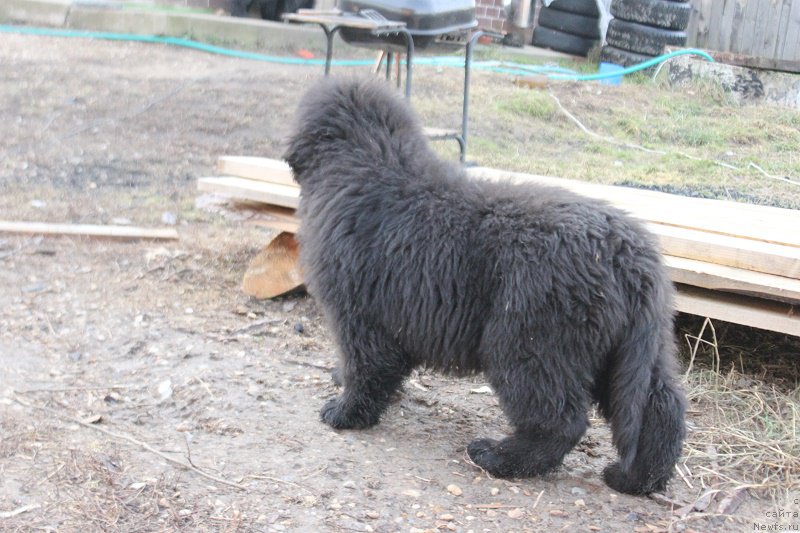 Фото: ньюфаундленд Маркиз Максимельен Де Марк (Markiz Maximilien de Mark)