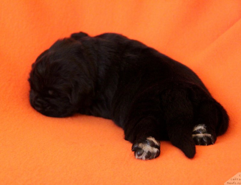 Фото: деть, ньюфаундленд Акватория Келвин Редс Бегин энд Вин (Aquatoriya Kelvin Reds Begin and Win), ньюфаундленд Акватория Келвин Ундиспьютид Винс (Aquatoriya Kelvin Undisputed Wins)